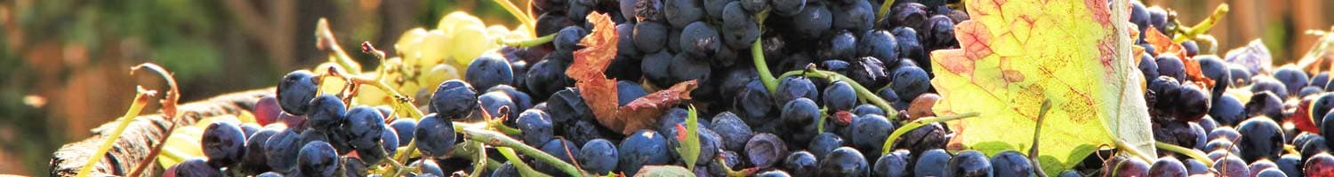 Französische Rotweine