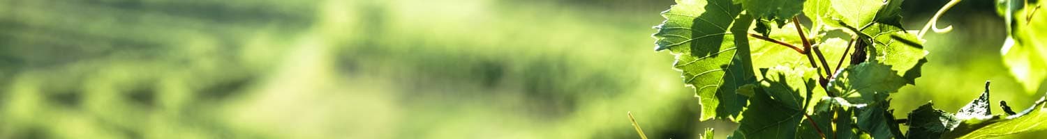 Italienische Weissweine