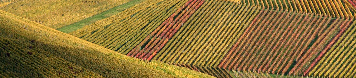Terroir